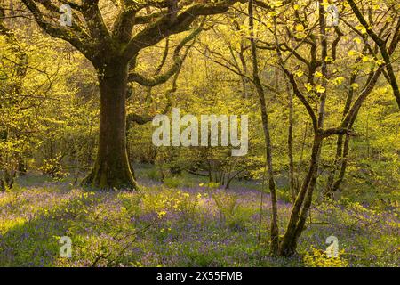Bluebells flowering in springtime in Meldon Woods, Dartmoor National Park, Devon, England.  Spring (April) 2024. Stock Photo