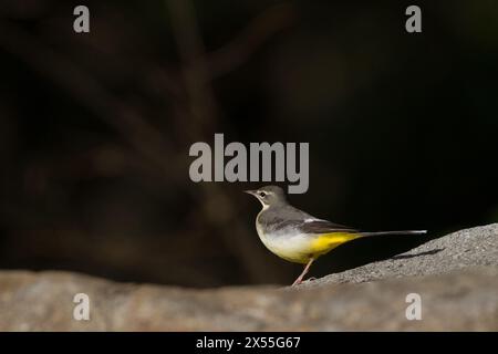 A grey wagtail (Motacilla cinerea) in a park in Kanagawa, Japan. Stock Photo