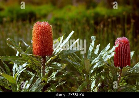 Orange flower spikes of Firewood Banksia, endemic Australian wildflower, Perth, Western Australia Stock Photo