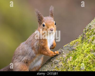 Red Squirrel (Sciurus vulgaris) on mossy rock, Cumbria, England, UK Stock Photo
