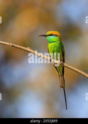 asian green bee-eater full view front on perched on small brnch against blurred background looking sideways head and beak in profile Stock Photo