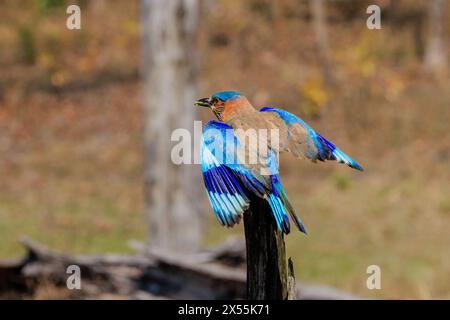 indian roller brightly coloured blue bird perched on tree stump with wings outstretched and beak open rear view Stock Photo