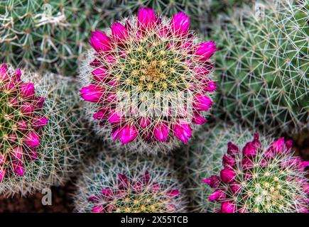 mammillaria spinosissima (spiny pincushion cactus). Succulent plant. Cacteae. Selective focus Stock Photo