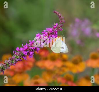 Large white butterfly, Pieris brassicae, and two hoverflies, nectaring from a purple loosestrife flower Lythrum salicaria, biodiversity in a garden Stock Photo