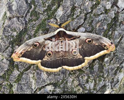 Saturnia pyri, the giant peacock moth on a tree Stock Photo