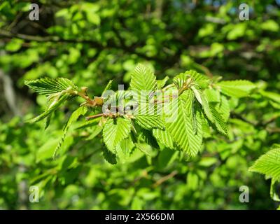 Beech tree in spring: Fresh leaves bursting from buds. Symbol of renewal and growth in nature's vibrant palette. Stock Photo