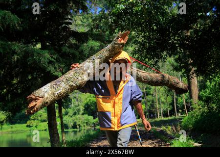 The activity of one of the residents around Situ Cisanti utilizing tree trunks from fallen trees. Stock Photo