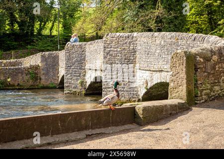 The medieval sheepwash bridge over the river Wye in the Derbyshire Peak District village of Ashford in the Water with a Mallard duck sat on the wall Stock Photo