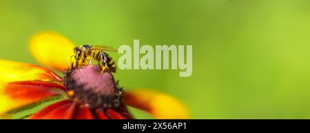 Banner with honeybee on bright yellow-orange rudbeckia flower. Collecting pollen and nectar. Close-up. copy space, text space, template, layout, mocku Stock Photo