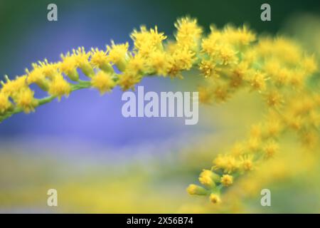 Branch with bright yellow goldenrod flowers on light blue background. Place for text, copy space, template, layout. Stock Photo