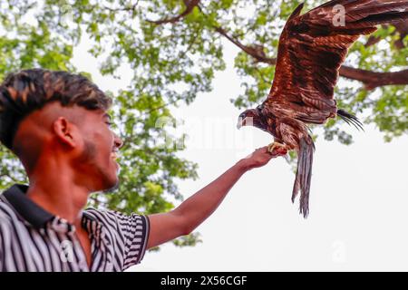 May 7, 2024, Dhaka, Bangladesh: A boy holds a Brahminy Kite bird on his hand in Dhaka, Bangladesh, May 7, 2024. The brahminy kite (Haliastur indus), also known as the red-backed sea-eagle in Australia, is a medium-sized bird of prey in the family Accipitridae, which also includes many other diurnal raptors, such as eagles, buzzards, and harriers. They are found in the Indian subcontinent, Southeast Asia, and Australia. They are found mainly on the coast and in inland wetlands, where they feed on dead fish and other prey. Adults have a reddish-brown body plumage contrasting with their white hea Stock Photo