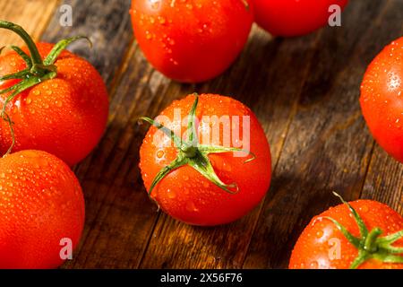 Red Organic Raw Beefsteak Tomatoes in a Bunch Stock Photo