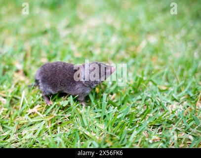 A North American Least Shrew (Cryptotis parva) in the grass Stock Photo