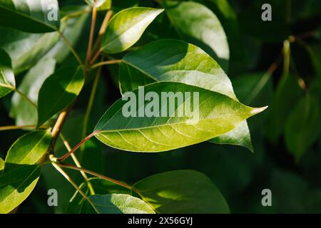 Spring and new life concept. Branch with young leaves of Populus balsamifera. Balsam poplar, bam, eastern balsam-poplar, hackmatack, tacamahac poplar Stock Photo