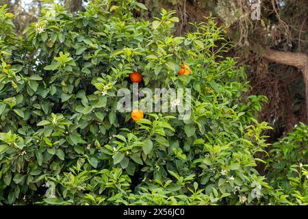 Orange tree, Athens, Greece. Stock Photo
