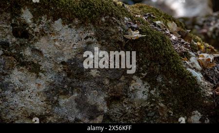 A butterfly is sitting on a rock covered in moss. The rock is brown and the butterfly is black and white Stock Photo