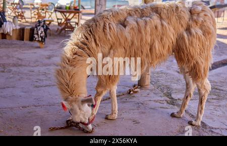 brown llama eating corn from the ground on an excursion in Purmamarca, Argentina. Stock Photo