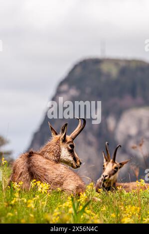 Chamois resting on the meadow in spring. Two rupicapra rupicapra in Switzerland. Stock Photo