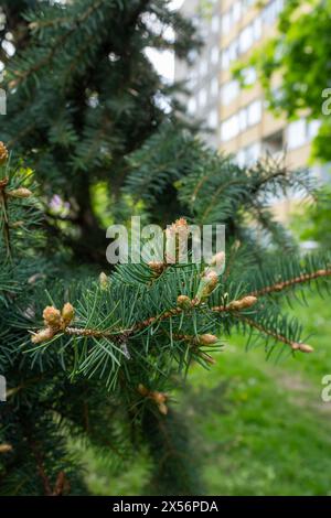 Green spruce blossom Stock Photo