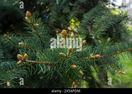 Green spruce blossom Stock Photo