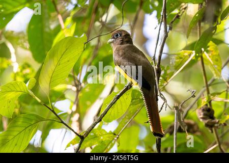 Female Northern Black-throated Trogon Trogon tenellus- La Laguna del Lagarto Eco-Lodge, Boca Tapada, Costa Rica Stock Photo