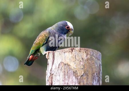 White-crowned parrot (Pionus senilis) - La Laguna del Lagarto Eco-Lodge, Boca Tapada, Costa Rica Stock Photo