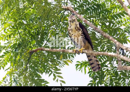 Juvenile ornate hawk-eagle (Spizaetus ornatus) - La Laguna del Lagarto Eco-Lodge, Boca Tapada, Costa Rica Stock Photo