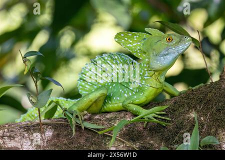 Green Basilisk or Plumed Basilisk (Basiliscus plumifrons) - La Laguna del Lagarto Eco-Lodge, Boca Tapada, Costa Rica Stock Photo