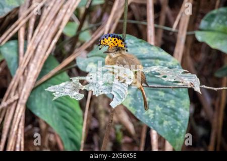 Female tropical royal flycatcher displaying ornate crest (Onychorhynchus coronatus) - La Laguna del Lagarto Eco-Lodge, Boca Tapada, Costa Rica Stock Photo