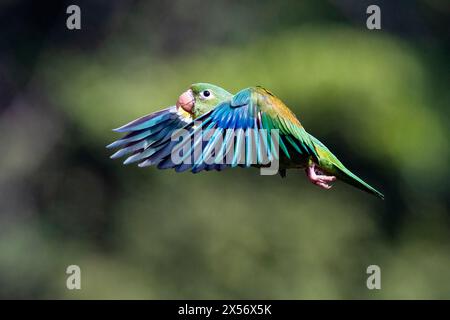 Orange-chinned parakeet (Brotogeris jugularis) in flight - La Laguna del Lagarto Eco-Lodge, Boca Tapada, Costa Rica Stock Photo