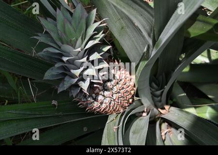 High angle view of an immature pineapple fruit growing on a plant in a pineapple plantation. Stock Photo