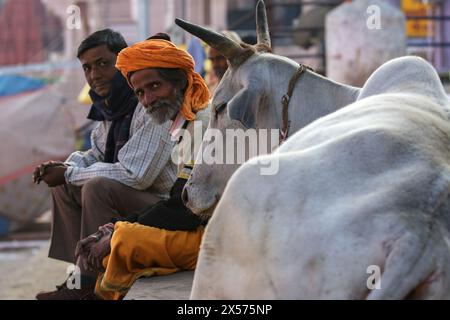 Two men sitting next to a laying brahman bull in Varanasi, India. Stock Photo