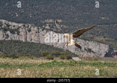 Lammergeier or bearded vulture (Gypaetus barbatus), in flight but about to land Stock Photo