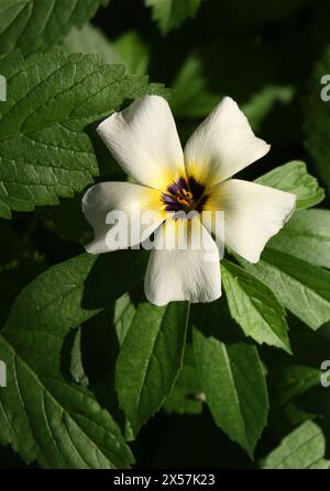 White Buttercup, Sulphur Alder, Politician's Flower, Dark-eyed Turnera or White Alder, Turnera subulata, Passifloraceae.  Manuel Antonio, Costa Rica, Stock Photo