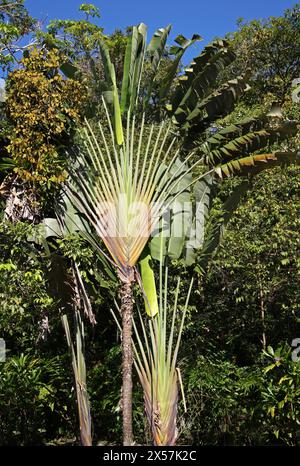 Traveller's Palm, Ravenala madagascariensis, Strelitziaceae. Manuel Antonio, Costa Rica, Central America. Stock Photo