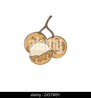 One single line drawing of whole and cut healthy organic longan for orchard logo identity. Fresh fruitage concept for fruit garden icon. Modern contin Stock Vector