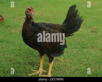 Up close, the local male chicken is red and black Stock Photo