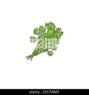 Single continuous line drawing of tied bunch healthy organic coriander leaf for logo identity. Fresh cilantro concept for vegetable icon. Modern one l Stock Vector