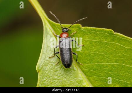 Fire-colored Beetle (Pedilus lugubris) Stock Photo
