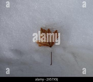 Single fall Rocky Mountain Maple (Acer glabrum var. douglasii) leaf on the snow in Beartooth Mountains, Montana Stock Photo