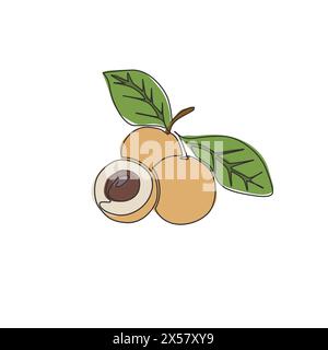 Single continuous line drawing of whole and cut healthy organic longan for orchard logo identity. Fresh fruitage concept for fruit garden icon. Modern Stock Vector