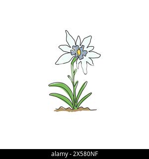 Single one line drawing beauty and exotic mountain leontopodium plant. Decorative edelweiss flower concept for home decor wall art poster print. Moder Stock Vector