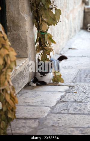 Black and white cat lying on the paving stone and wall, in the Old City of Dubrovnik, Croatia. Stock Photo