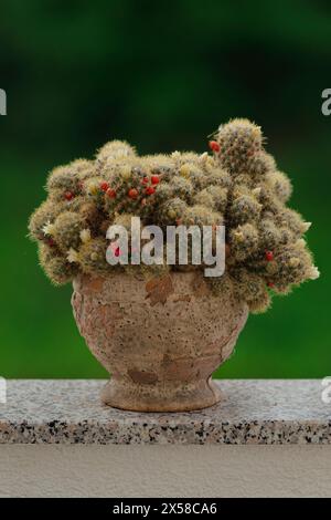 This charming photograph captures a solitary texas nipple cactus nestled in a pot against a lush natural green background. Stock Photo