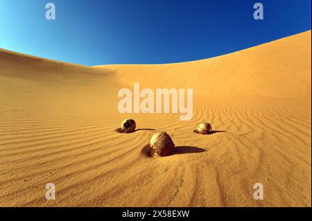 Three Coconuts on the Sand at Red Dunes of Mui Ne, Vietnam Stock Photo