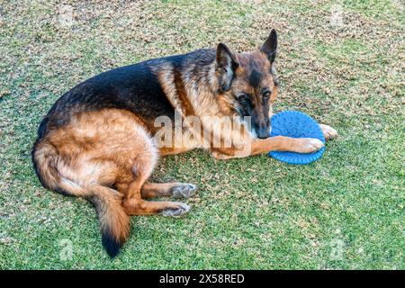 old German shepherd adopted by a foster family, with a blue flying disc, in the backyard , uk summer Stock Photo