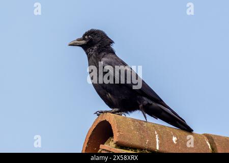 Carrion crow, Corvus corone, Sussex, UK Stock Photo