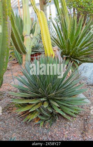 Closeup of Agave filifera, the thread agave, is a species of flowering plant in the family Asparagaceae, native to Central Mexico. Stock Photo