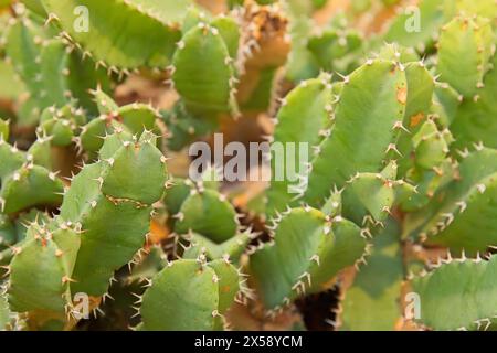 Closeup of Euphorbia resinifera, the resin spurge, is a species of spurge native to Morocco. Stock Photo