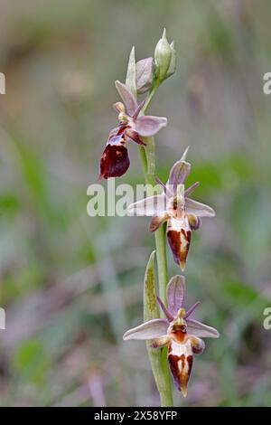 Fly Orchid hybrid Dorset UK Stock Photo